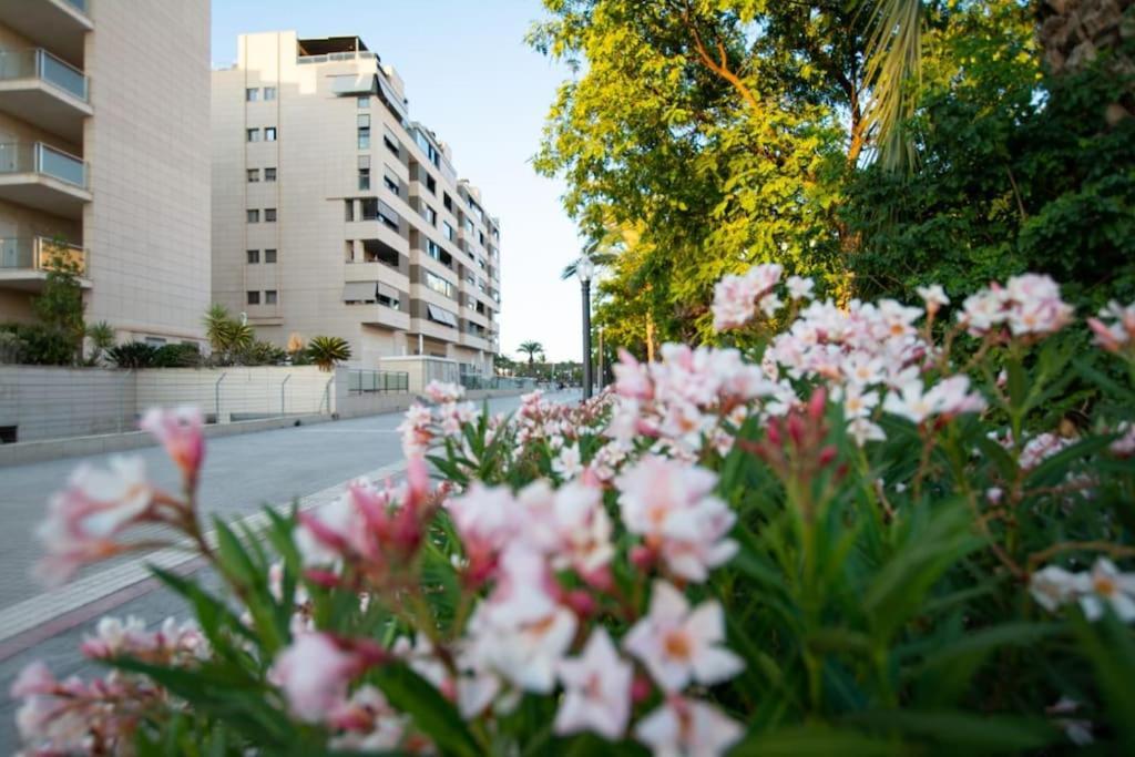 Albandro Elche